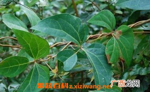 中药蜀红藤的功效与作用