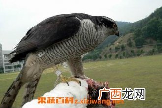 野生老鹰肉的药用价值