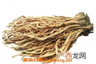 中药板蓝根的功效与作用及禁忌症