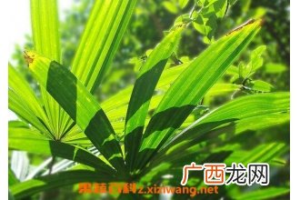 棕树叶的药用价值 棕树叶的药用功效