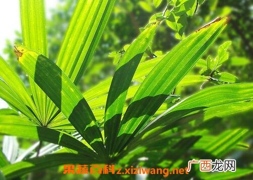 棕树叶的药用价值 棕树叶的药用功效