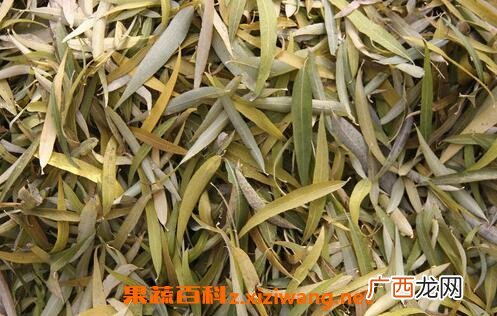 柳叶的药用功效与作用