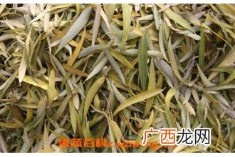 柳叶的药用功效与作用