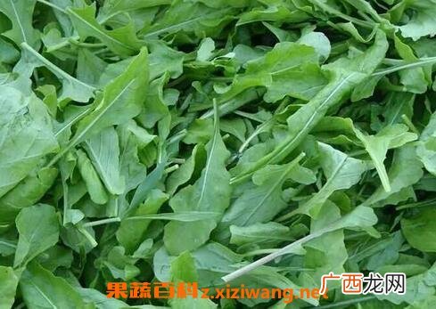 子麻叶的功效与作用 子麻叶的保健功效