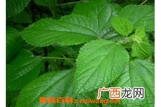 苎麻叶的功效与作用 苎麻叶的药用价值