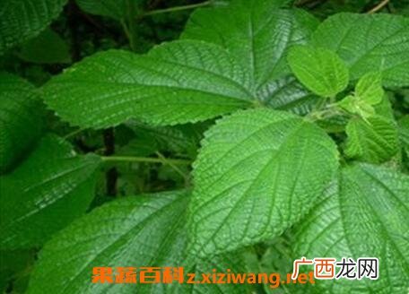 苎麻叶的功效与作用 苎麻叶的药用价值