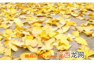 中药银杏叶的作用与功效及药用价值