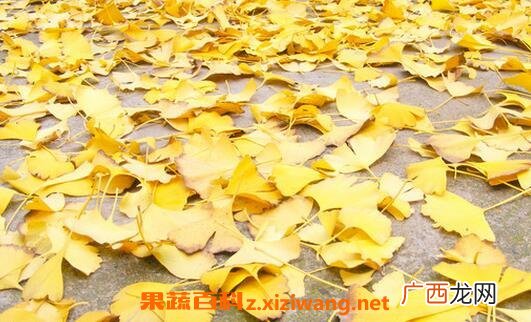 中药银杏叶的作用与功效及药用价值