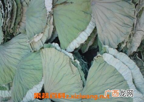 中医干荷叶的功效与作用 干荷叶的药用价值