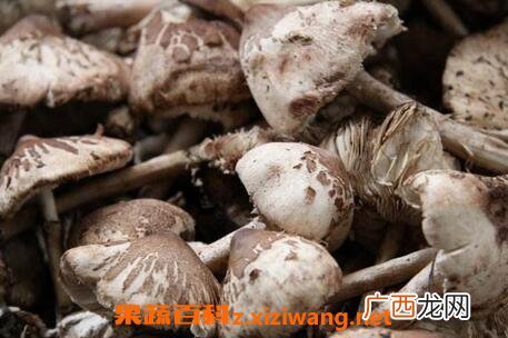 中药桦树菇的功效和作用
