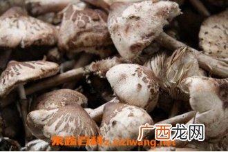 中药桦树菇的功效和作用