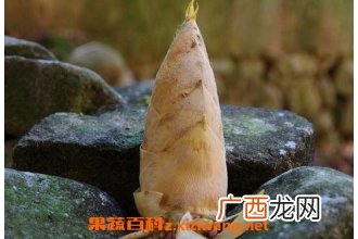 竹暑根的功效与作用 吃竹暑根的好处