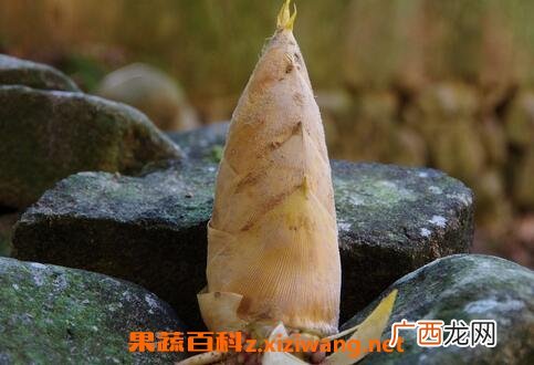 竹暑根的功效与作用 吃竹暑根的好处