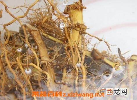 竹根的功效与作用 竹根的药用价值