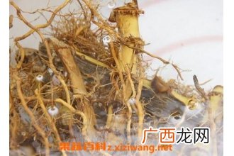 竹根的功效与作用 竹根的药用价值
