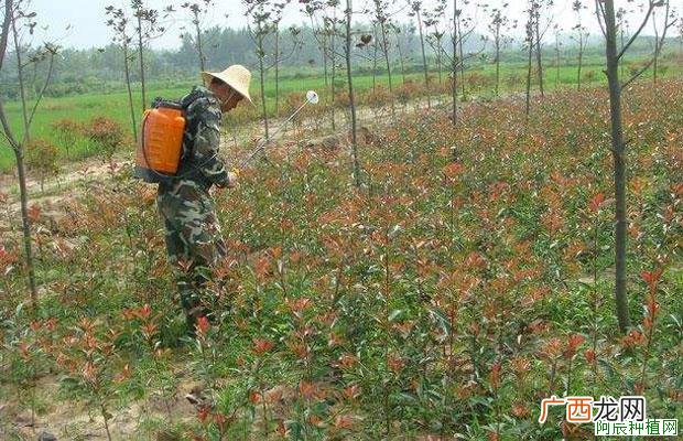 苏铁的水肥管理