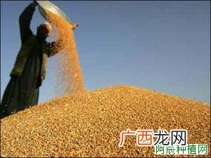 大豆为什么会出现空秕粒？原来如此