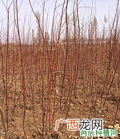 如何防治紫薇蚜虫
