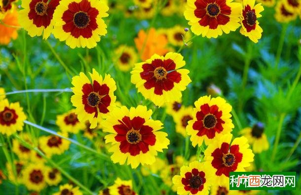 木芙蓉虫害有哪些