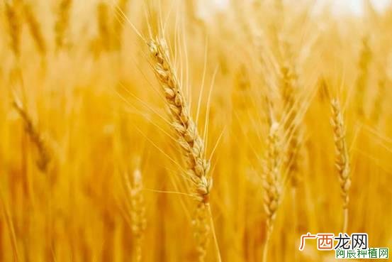 花生增产高产种植管理技术？原来如此