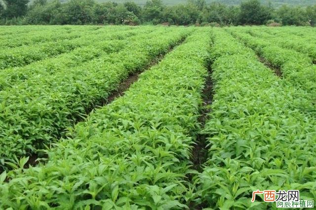 菊花怎么施肥，用什么肥料好？