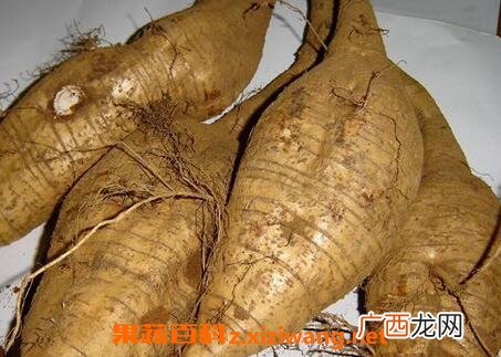 中药葛根的药用价值 中药葛根的功效与作用