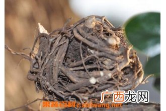 中药春根的功效与作用