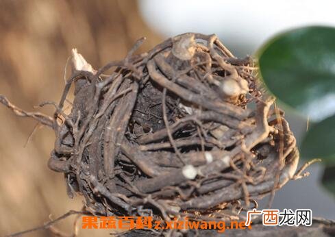 中药春根的功效与作用