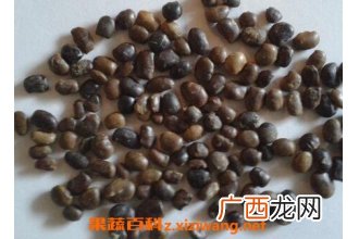 用蜂蜜炒槐树籽的功效与作用
