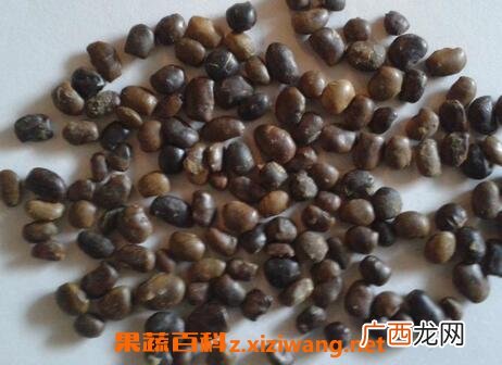 用蜂蜜炒槐树籽的功效与作用