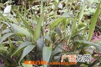 竹叶根的功效与作用及禁忌