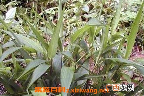 竹叶根的功效与作用及禁忌