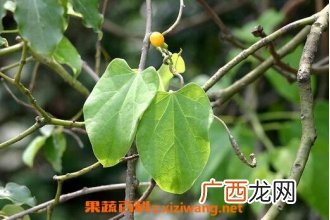 中药宽筋藤的功效与作用 宽筋藤的药用价值