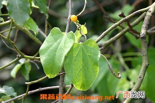 中药宽筋藤的功效与作用 宽筋藤的药用价值