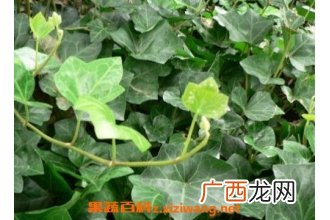 中药络石藤的功效与作用 络石藤的药用价值