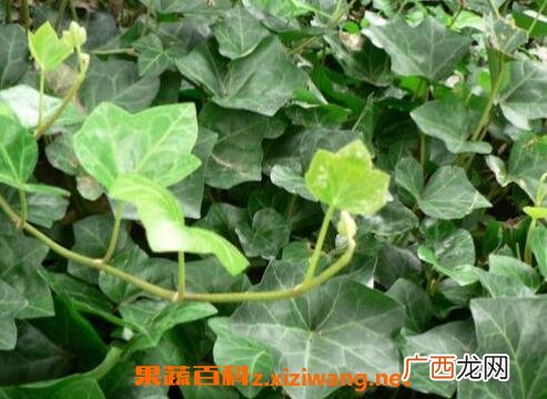 中药络石藤的功效与作用 络石藤的药用价值