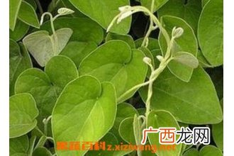 中药猫耳藤的功效与作用 猫耳藤的药用价值