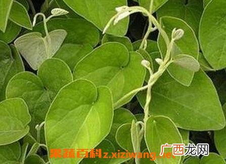 中药猫耳藤的功效与作用 猫耳藤的药用价值