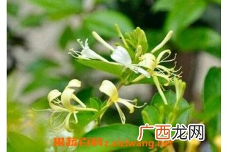 银花的功效与作用 银花的药用功效有哪些