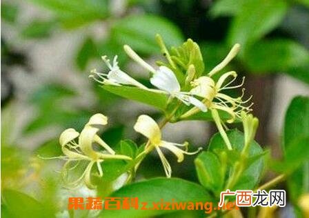 银花的功效与作用 银花的药用功效有哪些