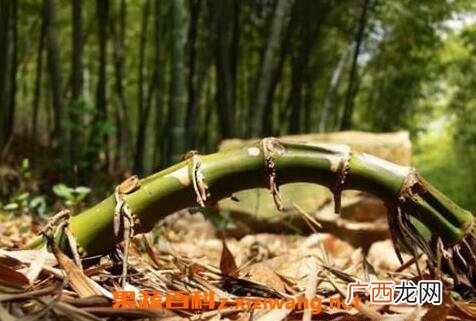 竹子根的功效与作用 竹子根的用途