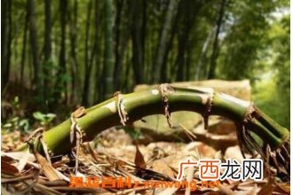 竹子根的功效与作用 竹子根的用途