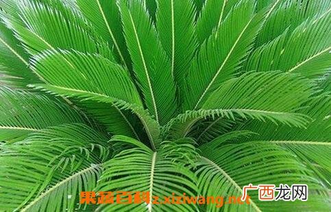 中药铁树叶的功效与作用
