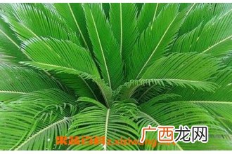 中药铁树叶的功效与作用