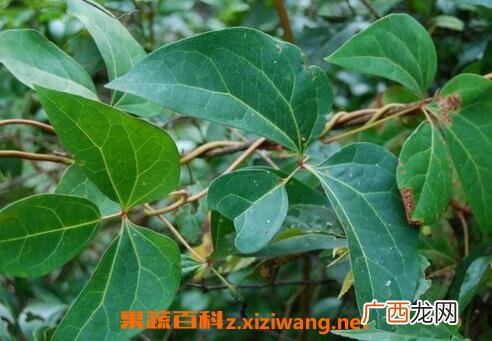 中药红藤的功效与作用及禁忌