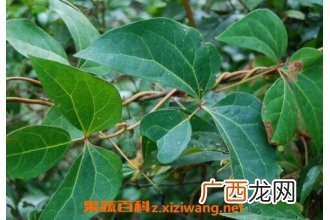 中药红藤的功效与作用及禁忌