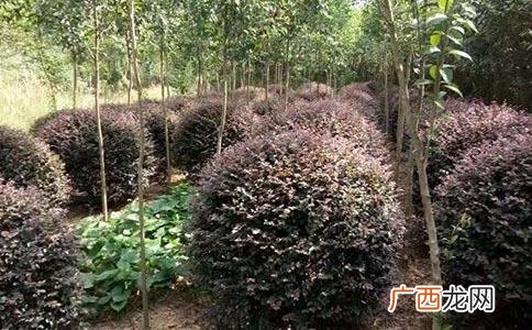 苗木通 园林苗圃那种苗木价格出销售好