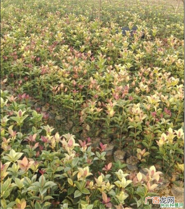 常春藤怎样做好日常养护？要注意哪些要点？