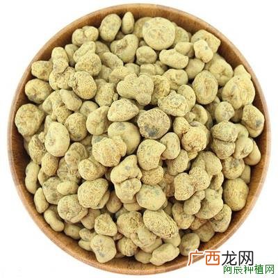 金银花高产技术:金银花种植管理注意事项