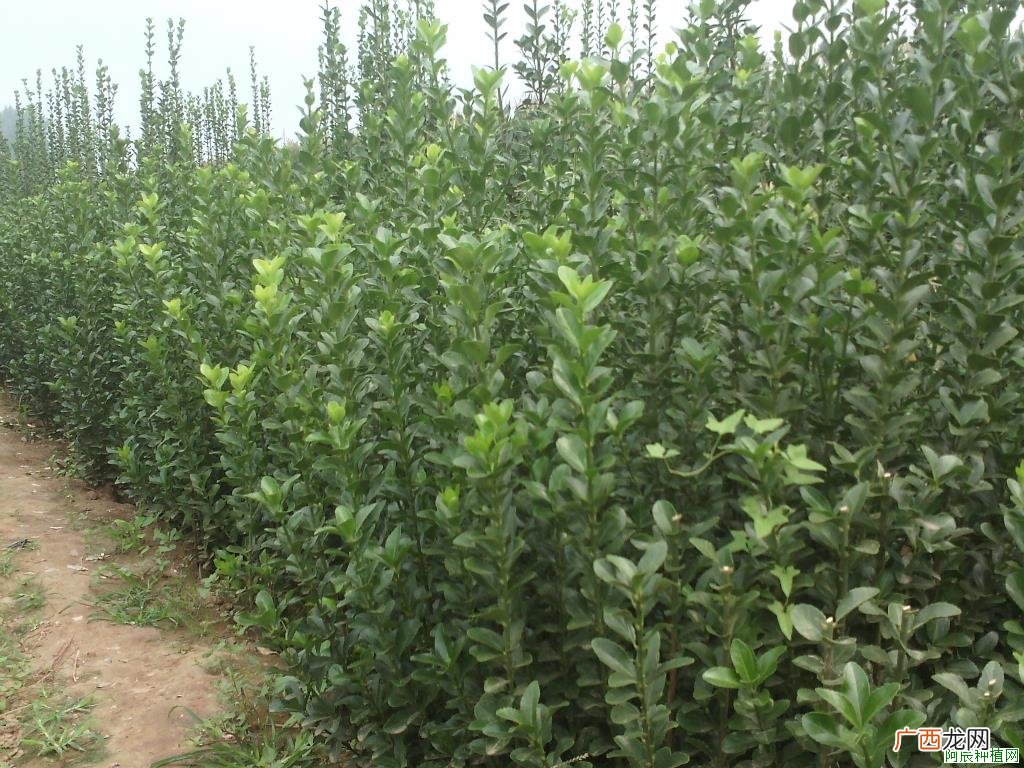 盆栽红豆杉怎么种?盆栽红豆杉养殖方法